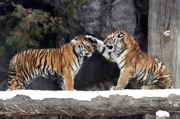 در کشورهای مختلف روز جهانی بزرگ‌ترین گربه وحشی جهان جشن گرفته می‌شود - اسپوتنیک ایران  