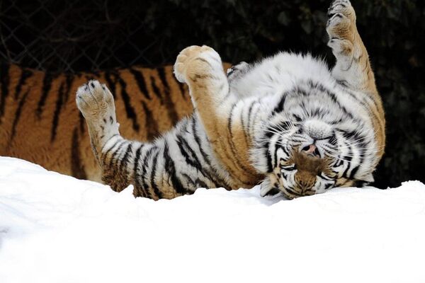 در کشورهای مختلف روز جهانی بزرگ‌ترین گربه وحشی جهان جشن گرفته می‌شود - اسپوتنیک ایران  