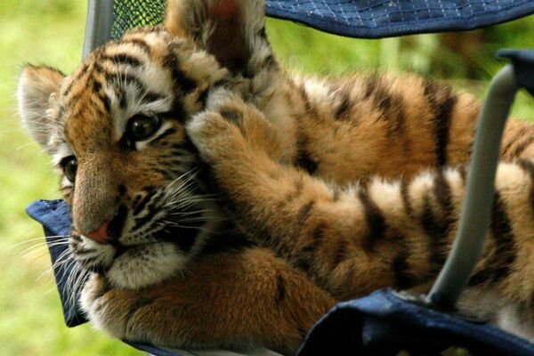 در کشورهای مختلف روز جهانی بزرگ‌ترین گربه وحشی جهان جشن گرفته می‌شود - اسپوتنیک ایران  