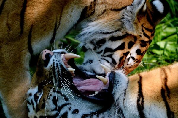 در کشورهای مختلف روز جهانی بزرگ‌ترین گربه وحشی جهان جشن گرفته می‌شود - اسپوتنیک ایران  