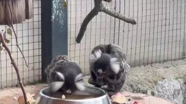 باغ وحش لنینگراد در روسیه از تولد یک بچه میمون مارموست خبر داد - اسپوتنیک ایران  