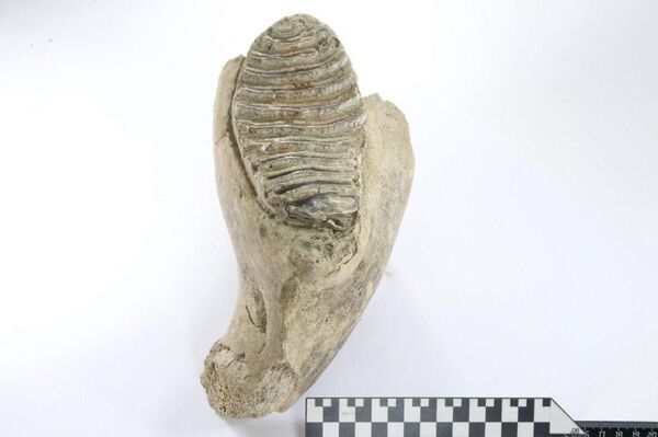 در حین کاوش در مرکز نیژنی نووگورود روسیه، یک دندان ماموت پیدا شد - اسپوتنیک ایران  