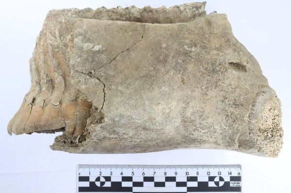 در حین کاوش در مرکز نیژنی نووگورود روسیه، یک دندان ماموت پیدا شد - اسپوتنیک ایران  