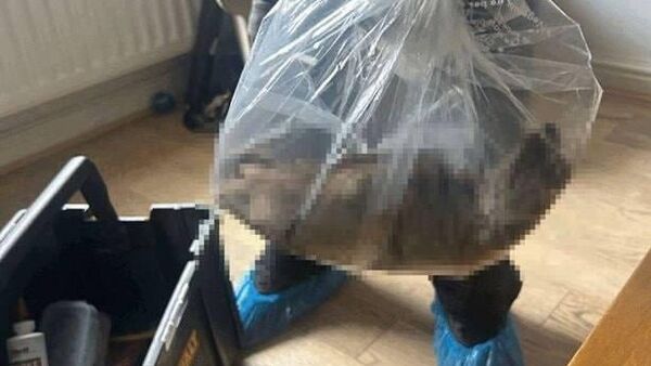 کشف بزرگترین موش بریتانیا با نیم متر طول - اسپوتنیک ایران  