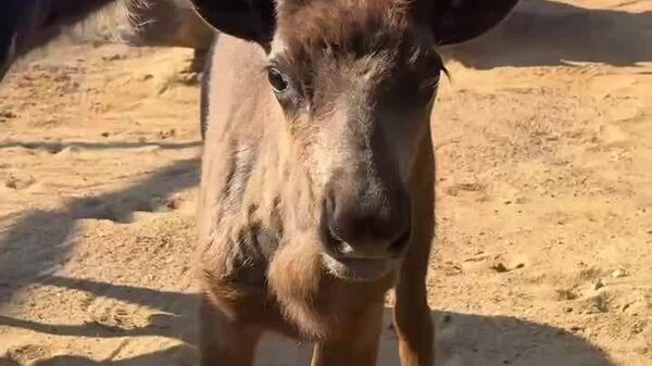 تولد دو توله گوزن شمالی در باغ‌وحش لنینگراد - اسپوتنیک ایران  