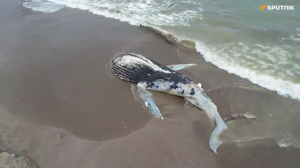 لاشه نهنگ 20 متری در ساحل اکوادور پیدا شد - اسپوتنیک ایران  