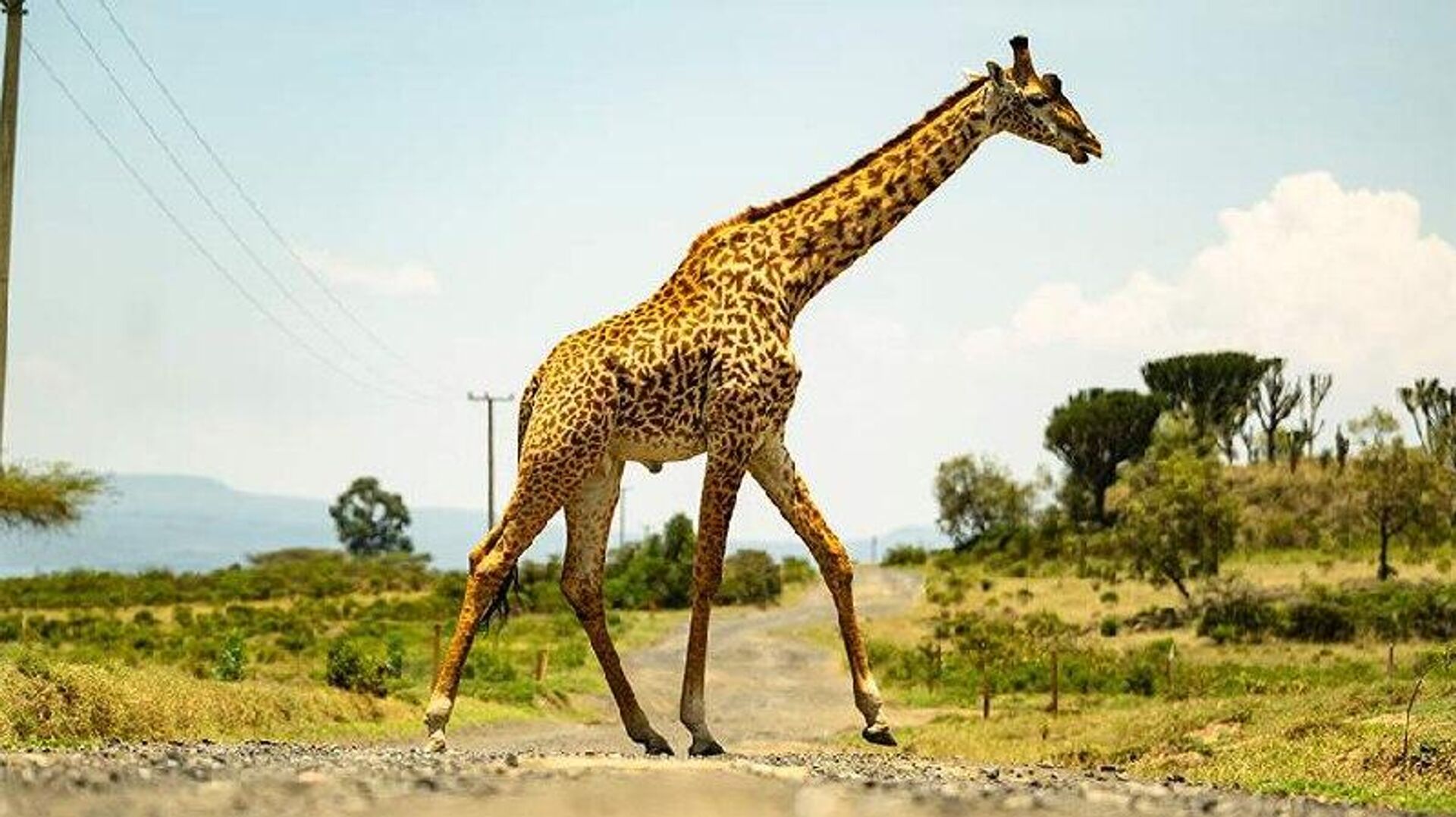 برخورد یک هواپیمای حامل گردشگران آمریکایی هنگام فرود در کنیا با یک زرافه - اسپوتنیک ایران  , 1920, 08.08.2025