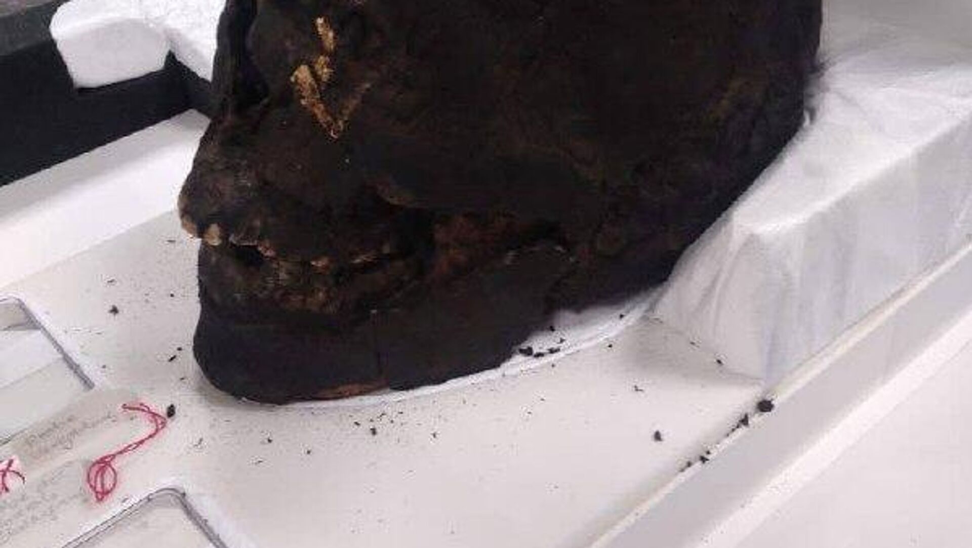 مصر 13 اثر باستانی از آلمان و بریتانیا را که زمانی از این کشور خارج شده بودند، بازگردانده است مصر 13 اثر باستانی از آلمان و بریتانیا را که زمانی از این کشور خارج شده بودند، بازگردانده است - اسپوتنیک ایران , 1920, 10.08.2025