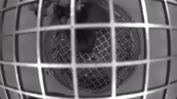 ویدیو جدید از موش هایی که اخیرا روسکاسموس به فضا فرستاده بود - اسپوتنیک ایران  