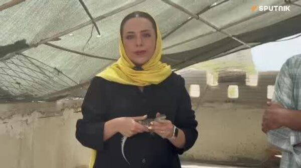 گاندو، غول خزندهٔ جنوب ایران - اسپوتنیک ایران  