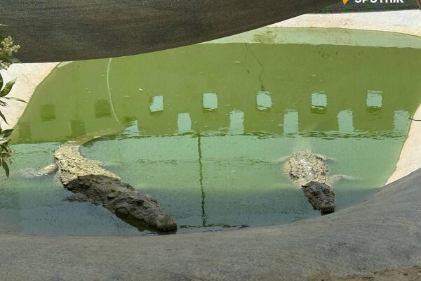 گاندو، غول خزندهٔ جنوب ایران - اسپوتنیک ایران  