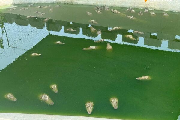 گاندو، غول خزندهٔ جنوب ایران - اسپوتنیک ایران  