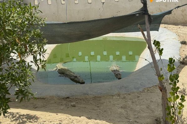 گاندو، غول خزندهٔ جنوب ایران - اسپوتنیک ایران  