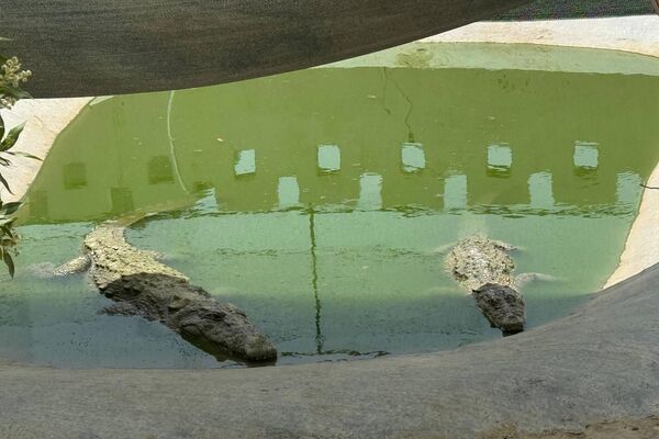 گاندو، غول خزندهٔ جنوب ایران - اسپوتنیک ایران  