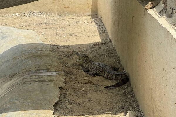 گاندو، غول خزندهٔ جنوب ایران - اسپوتنیک ایران  