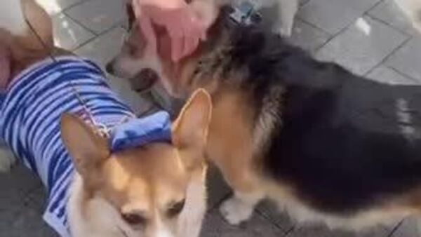 مسکو میزبان رژه سگ‌های کورگی با لباس‌های مخصوص است - اسپوتنیک ایران  