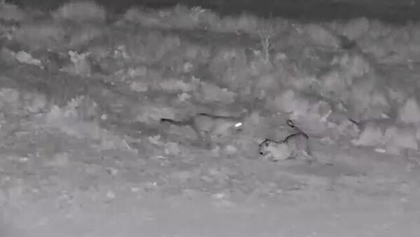 تصاویری از بازی دو پلنگ ایرانی در منطقه حفاظت‌شده پارک ملی بمو - اسپوتنیک ایران  