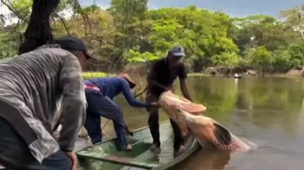 صید ماهیگیر 150 کیلوگرمی پیراروکو (آراپایما) در آمازون - اسپوتنیک ایران  