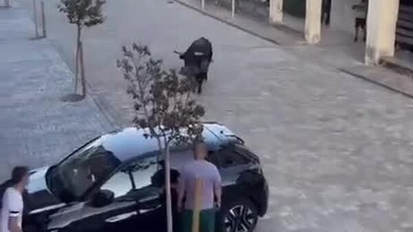 گاو خشمگین ماشینی را اسپانیا تخریب کرد - اسپوتنیک ایران  