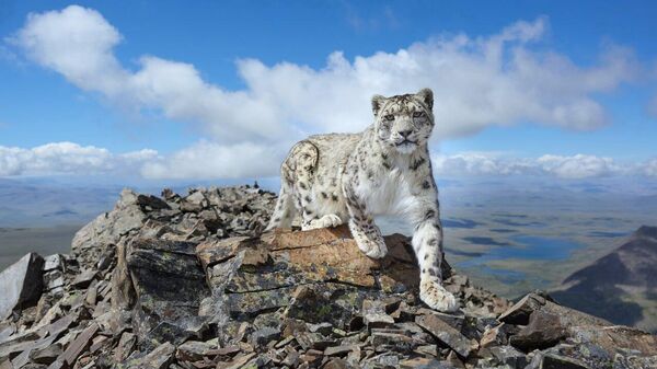 شهری که ماه بر ابدیت طلوع می‌کند و درختی که نظاره‌گر است: برندگان یازدهمین مسابقه عکاسی انجمن جغرافیای روسیه زیباترین کشور - اسپوتنیک ایران  