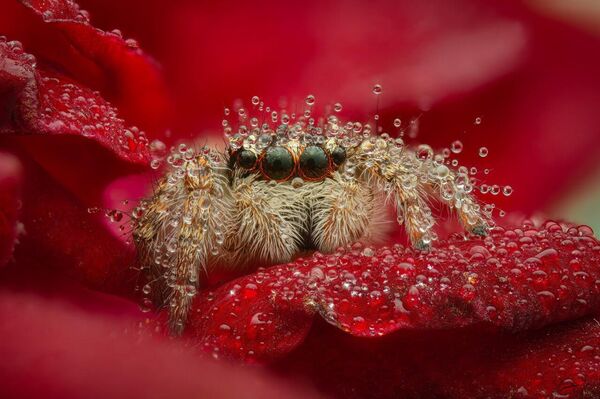 شهری که ماه بر ابدیت طلوع می‌کند و درختی که نظاره‌گر است: برندگان یازدهمین مسابقه عکاسی انجمن جغرافیای روسیه زیباترین کشور - اسپوتنیک ایران  