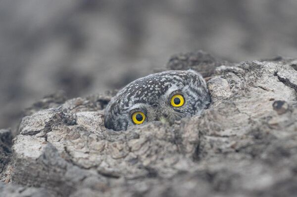 شهری که ماه بر ابدیت طلوع می‌کند و درختی که نظاره‌گر است: برندگان یازدهمین مسابقه عکاسی انجمن جغرافیای روسیه زیباترین کشور - اسپوتنیک ایران  