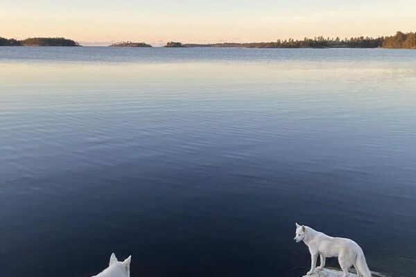 شهری که ماه بر ابدیت طلوع می‌کند و درختی که نظاره‌گر است: برندگان یازدهمین مسابقه عکاسی انجمن جغرافیای روسیه زیباترین کشور - اسپوتنیک ایران  