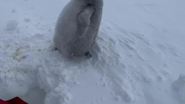 نجات یک بچه پنگوئن توسط دانشمندان روسیه - اسپوتنیک ایران  
