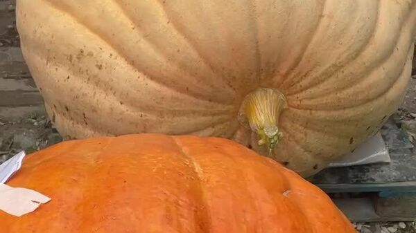 نهمین جشنواره سبزیجات غول‌پیکر در باغ گیاه‌شناسی دانشگاه ایالتی مسکو افتتاح شد - اسپوتنیک ایران  