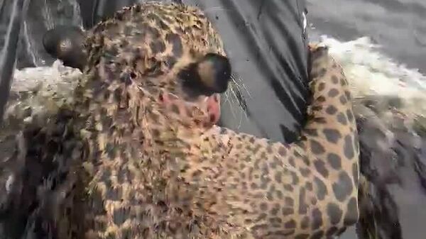 جگوار زخمی پس از شنای طاقت‌فرسا در آمازون نجات یافت - اسپوتنیک ایران  