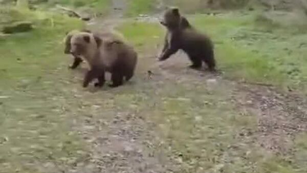 سگ بلا سر به سر 3 توله خرس تنبل می گذارد - اسپوتنیک ایران  