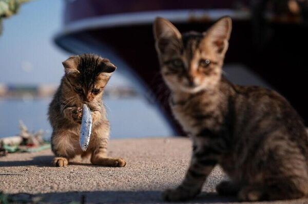 جالبترین رویدادهای هفته از نگاه تصویر از 18 تا 24 اکتبر جالبترین رویدادهای هفته از نگاه تصویر از 18 تا 24 اکتبر - اسپوتنیک ایران