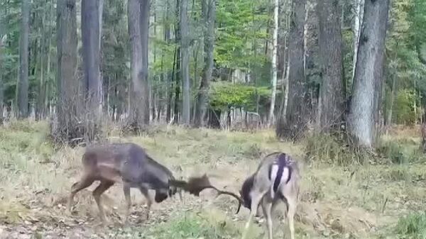 منظره‌ای شگف‌انگیز در جنگلی در لهستان - اسپوتنیک ایران  