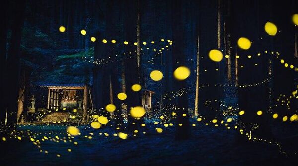 شازده کوچولو و دم اژدها: برندگان مسابقه عکاسی پانوراما 16امین جوایز بین‌المللی EPSON جوایز پانوراما - اسپوتنیک ایران  