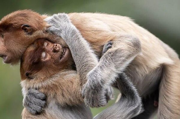 شازده کوچولو و دم اژدها: برندگان مسابقه عکاسی پانوراما 16امین جوایز بین‌المللی EPSON جوایز پانوراما - اسپوتنیک ایران  