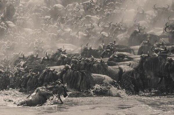 شازده کوچولو و دم اژدها: برندگان مسابقه عکاسی پانوراما 16امین جوایز بین‌المللی EPSON جوایز پانوراما - اسپوتنیک ایران  