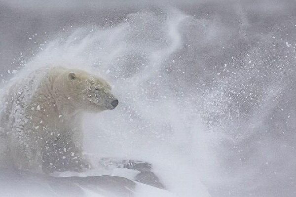 شازده کوچولو و دم اژدها: برندگان مسابقه عکاسی پانوراما 16امین جوایز بین‌المللی EPSON جوایز پانوراما - اسپوتنیک ایران  