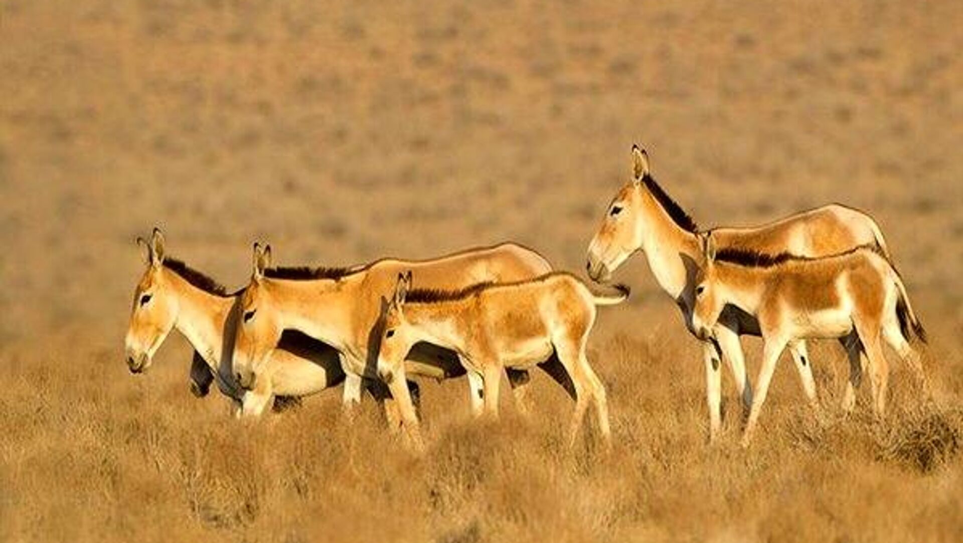 احیای گورخر ایرانی در پارک ملی کویر 20 سال طول کشید احیای گورخر ایرانی در پارک ملی کویر 20 سال طول کشید - اسپوتنیک ایران , 1920, 02.11.2025