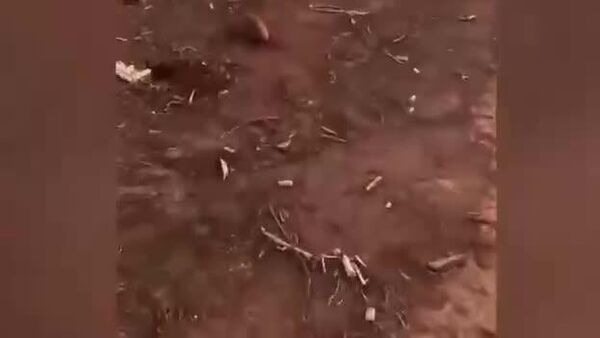 آتش‌سوزی‌ها در تالاب‌های پانتانال برزیل - اسپوتنیک ایران  