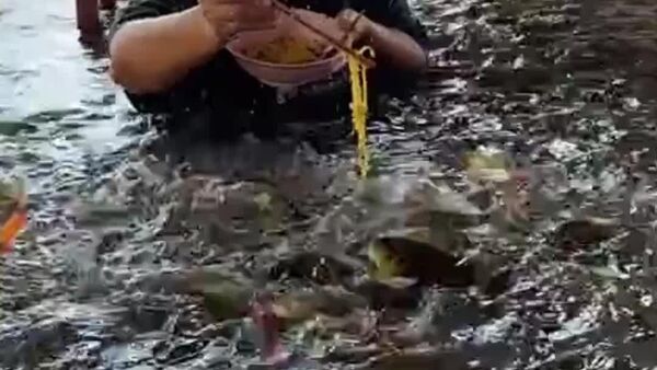 در زمان سیل موقع غذا خوردن، می توانید به ماهی ها هم غذا دهید - اسپوتنیک ایران  