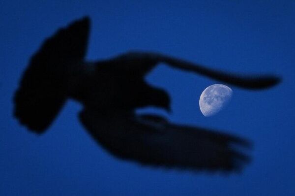 چشمگیرترین رویدادهای هفته از نگاه تصویر از 8 تا 14 نوامبر چشمگیرترین رویدادهای هفته از نگاه تصویر از 8 تا 14 نوامبر - اسپوتنیک ایران