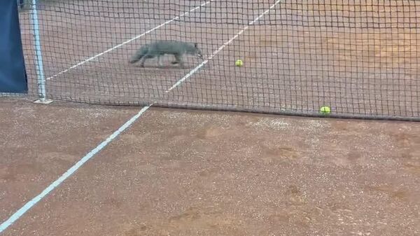 روباهی که تنیس را دوست دارد - اسپوتنیک ایران  