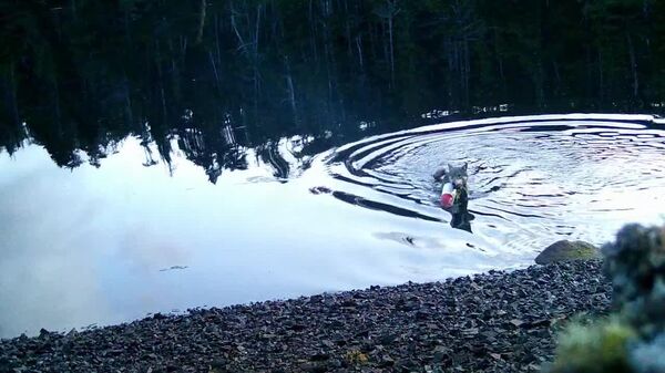 یک گرگ وحشی در کانادا با تله برای خرچنگ ها مشغول «ماهیگیری» بود - اسپوتنیک ایران  