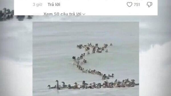 شناور شدن اردک ‌ها بعد از سیل در رودخانه ای در ویتنام - اسپوتنیک ایران  