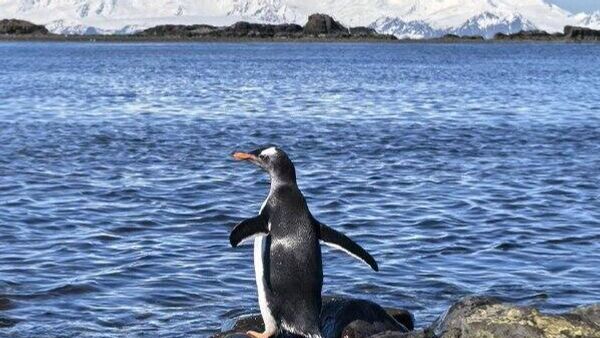 آغاز فعالیت فئودور کونیخوف، ماجراجوی روس، در ایستگاه انفرادی قطب جنوب - اسپوتنیک ایران  