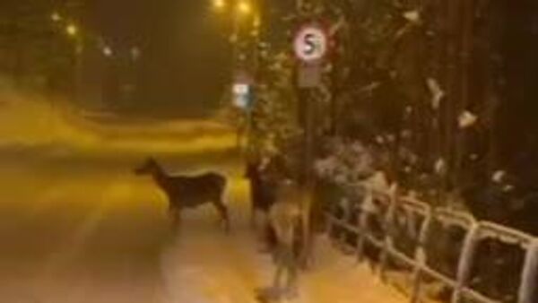 سافاری زمستانی در زاکوپونه لهستان - اسپوتنیک ایران  