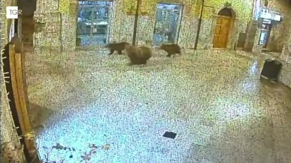 در شهرداری پالنا (منطقه آبروتزو)، یک خرس ماده به همراه توله‌هایش پیدا شد - اسپوتنیک ایران  