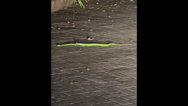 گربه خانگی در بالی جان صاحبانش را از یک مار سمی نجات داد - اسپوتنیک ایران  