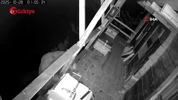 خرس دغل با بالارفتن از بالکن، کندوی عسل را پیدا کرد و دلی از عزا درآورد و روز بعد هم دوباره این کار را تکرار کرد - اسپوتنیک ایران  