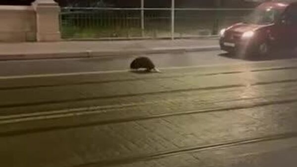 یک سگ آبی در خیابان‌های مرکز وروتسواف قدم می‌زد - اسپوتنیک ایران  